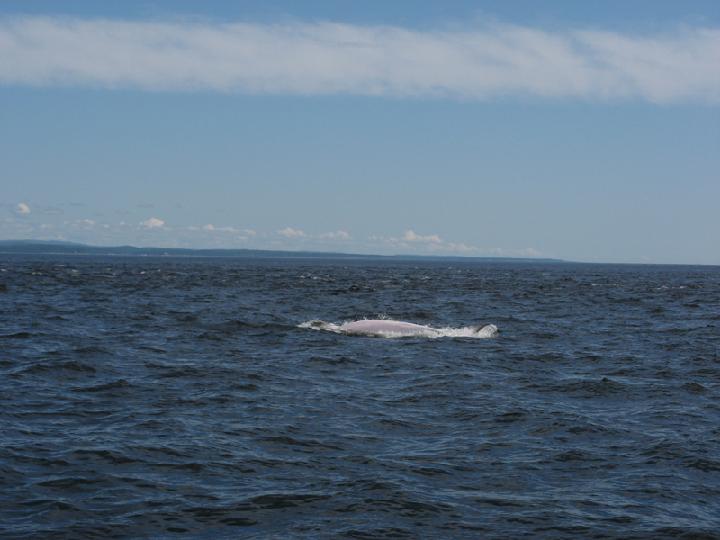 Baleines 015.JPG